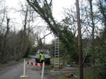 Dead tree fallen on cables