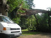 An old oak needing care